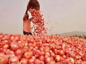 Rajasthani Farmer Onions Stores